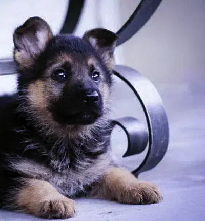 شپرز اصیل توله|سگ|کرمانشاه, |دیوار