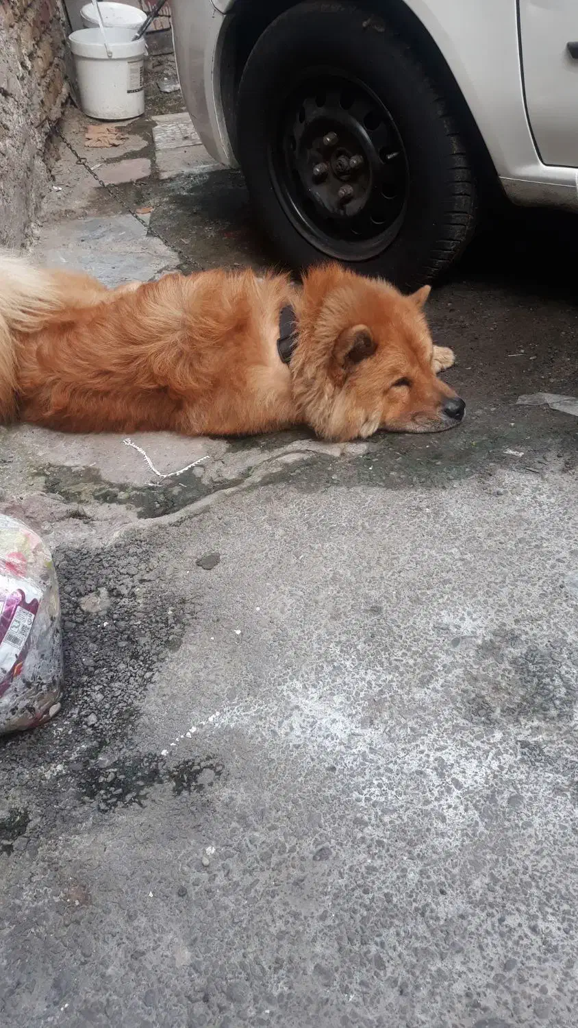 یک عدد سگ نژادداراصیل چاوچاوبه فروش میرسد|سگ|رشت, کوی مهر|دیوار