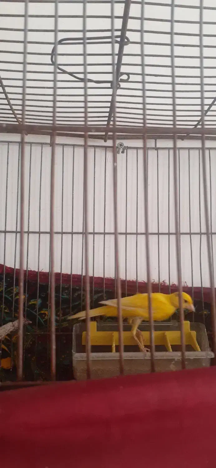 قناری|پرنده|قزوین, |دیوار