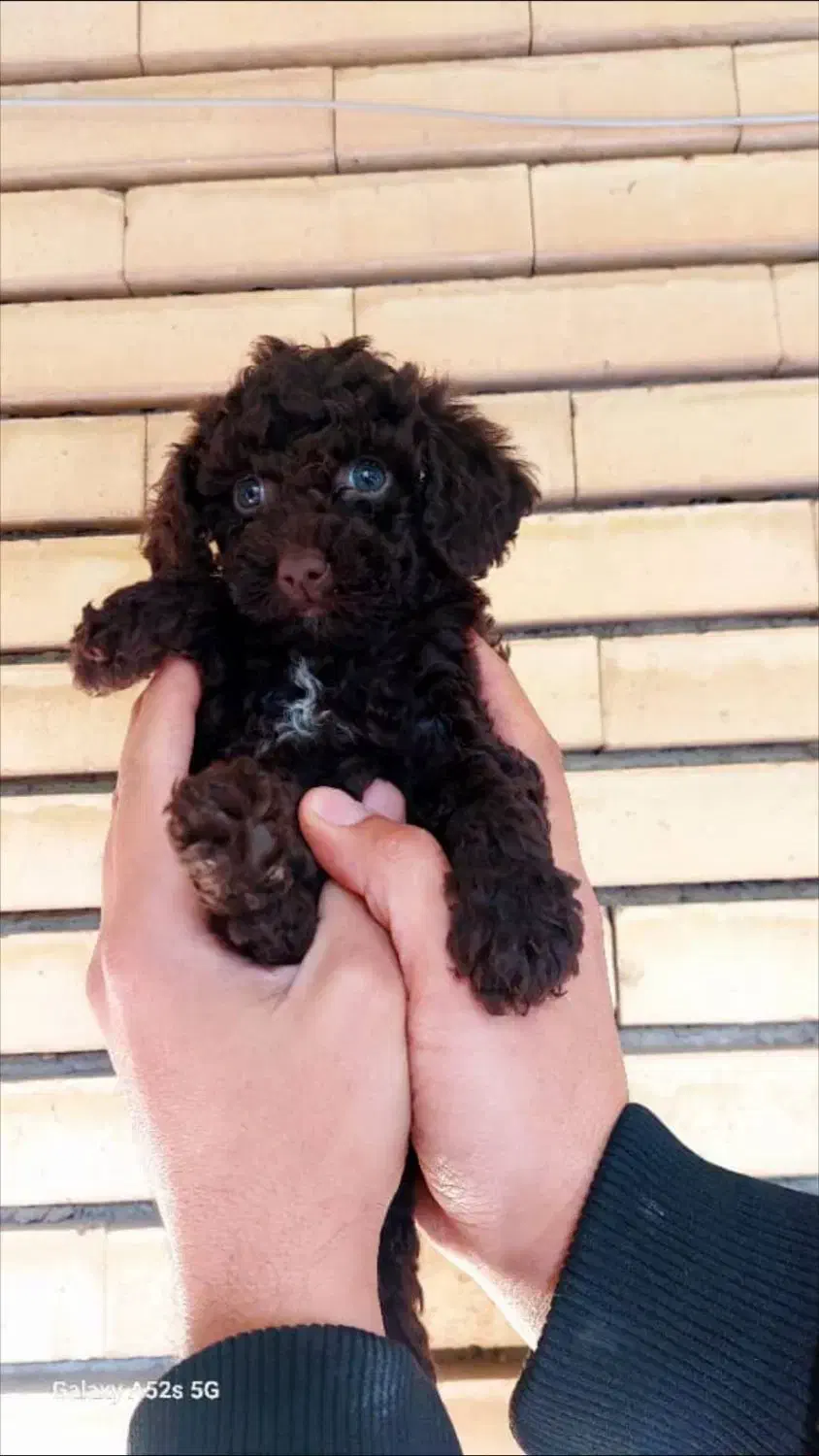 واگذاری توی پودل خالص|سگ|تبریز, |دیوار