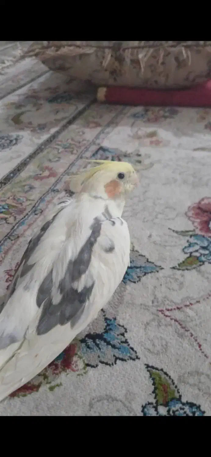 عروس هلندی|پرنده|بروجرد, |دیوار