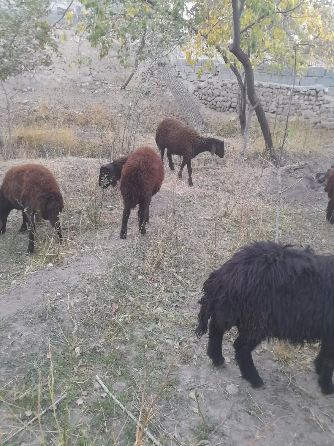 گوسفند بره به قیمت مناسب|حیوانات مزرعه|اسکو, |دیوار