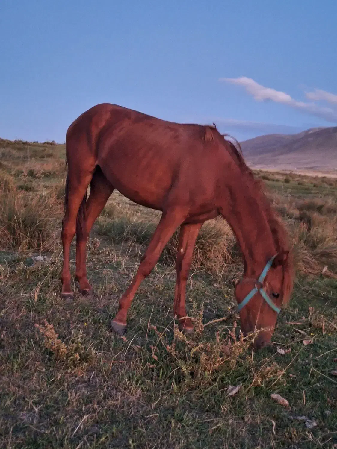 اسب مادیان|اسب و تجهیزات اسبسواری|اهر, |دیوار