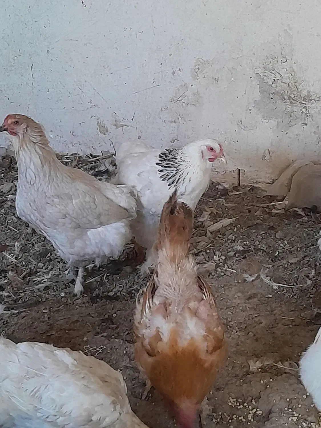 مرغ و خروس برهما و فریح محلی|حیوانات مزرعه|شبستر, |دیوار