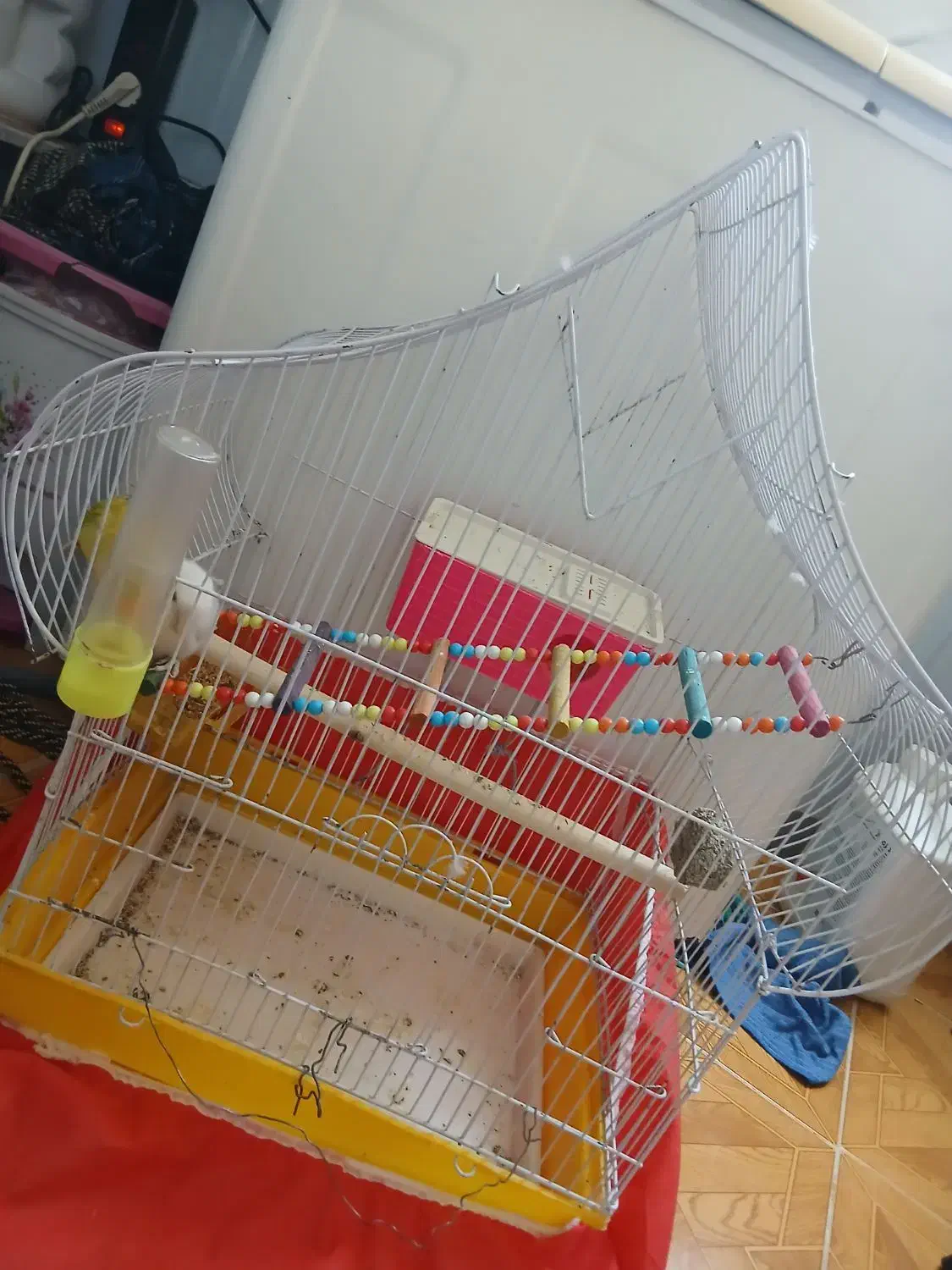 طوطی برزیلی|پرنده|اسلامآباد غرب, |دیوار