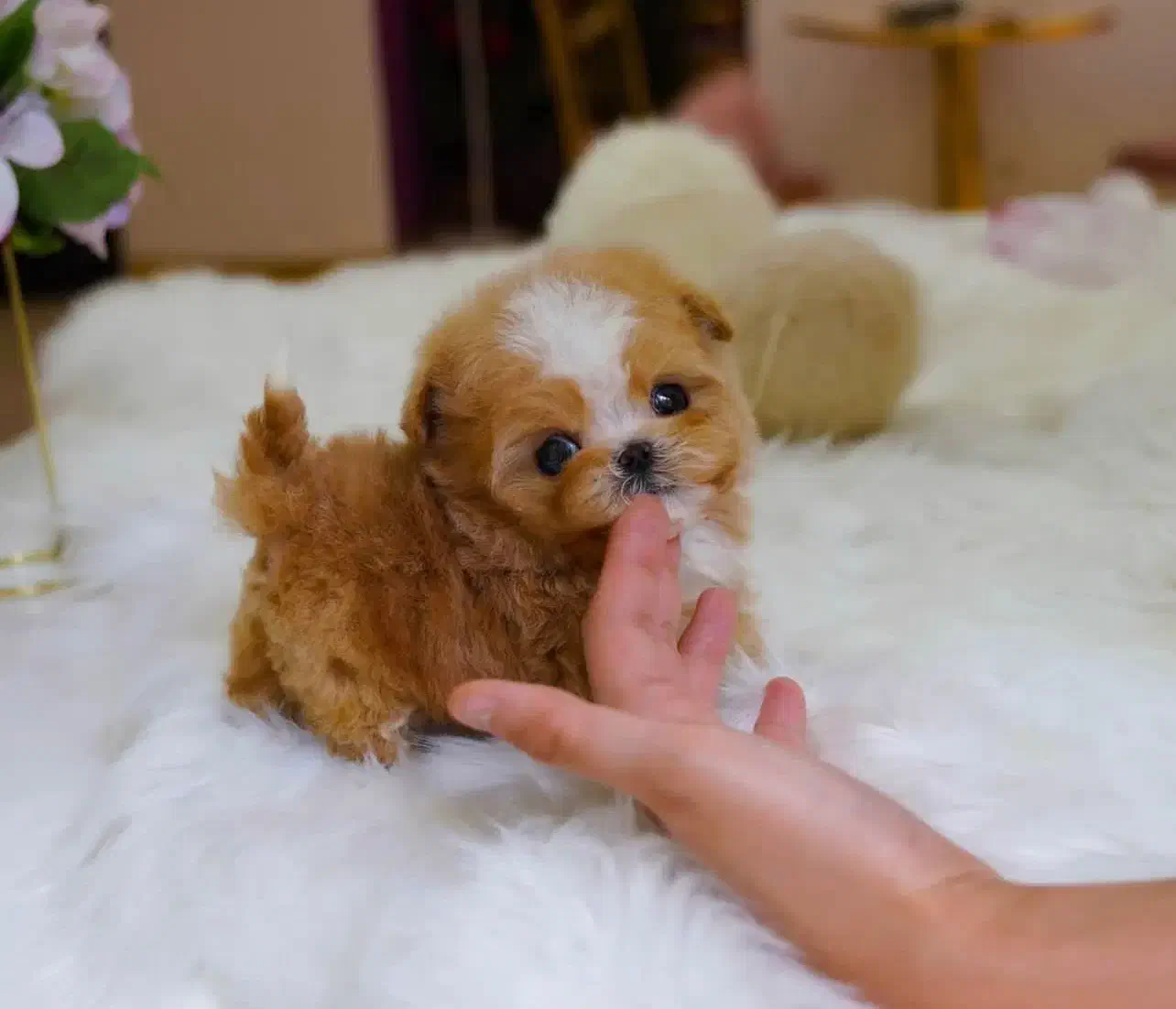 سگ میکرو|سگ|اصفهان, باغ فردوس|دیوار