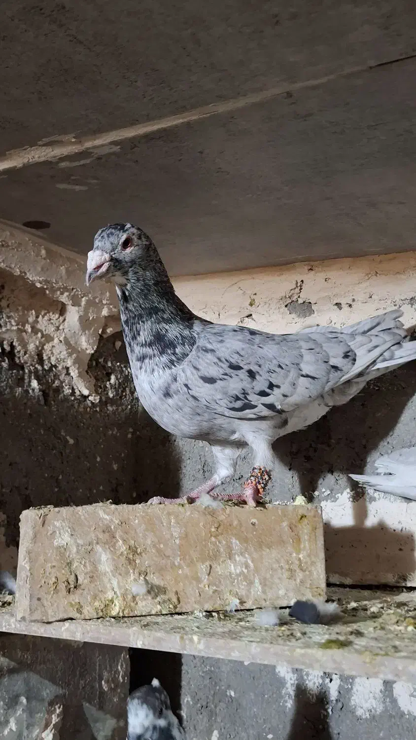 پرشی|پرنده|فیروزه, |دیوار