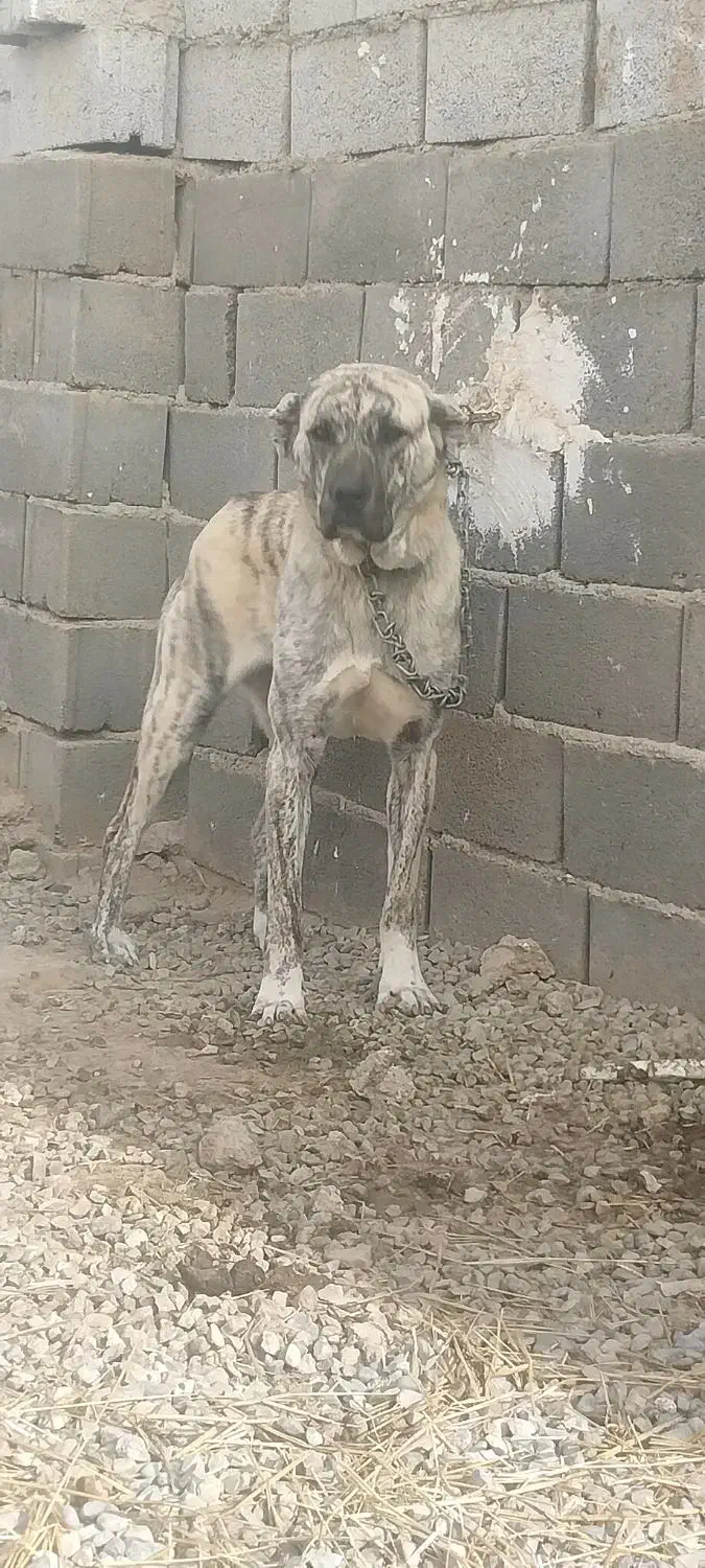 سگ ماده نر توله نگهبان واگذاری جانواری گله ای|سگ|جوادآباد, |دیوار