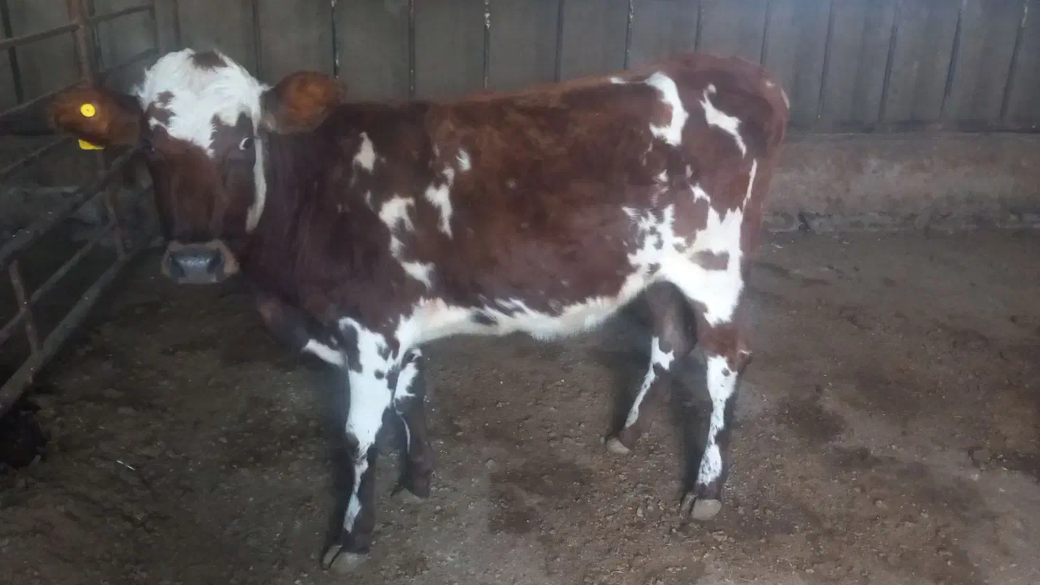 فروش ۵راس گاو گوساله|حیوانات مزرعه|ایلخچی, |دیوار