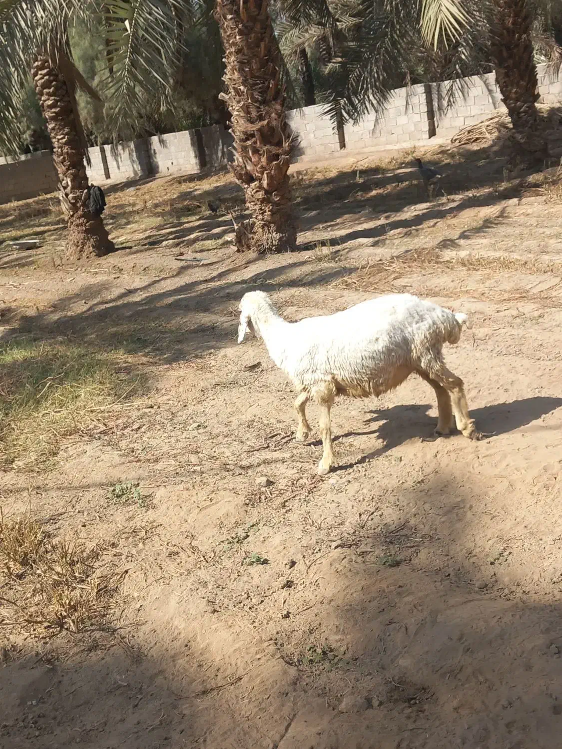 یک میش دورگ شیرازی ابستن سنگین|حیوانات مزرعه|جیرفت, |دیوار