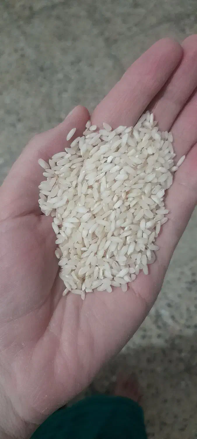 برنج|خوردنی و آشامیدنی|ایلام, |دیوار