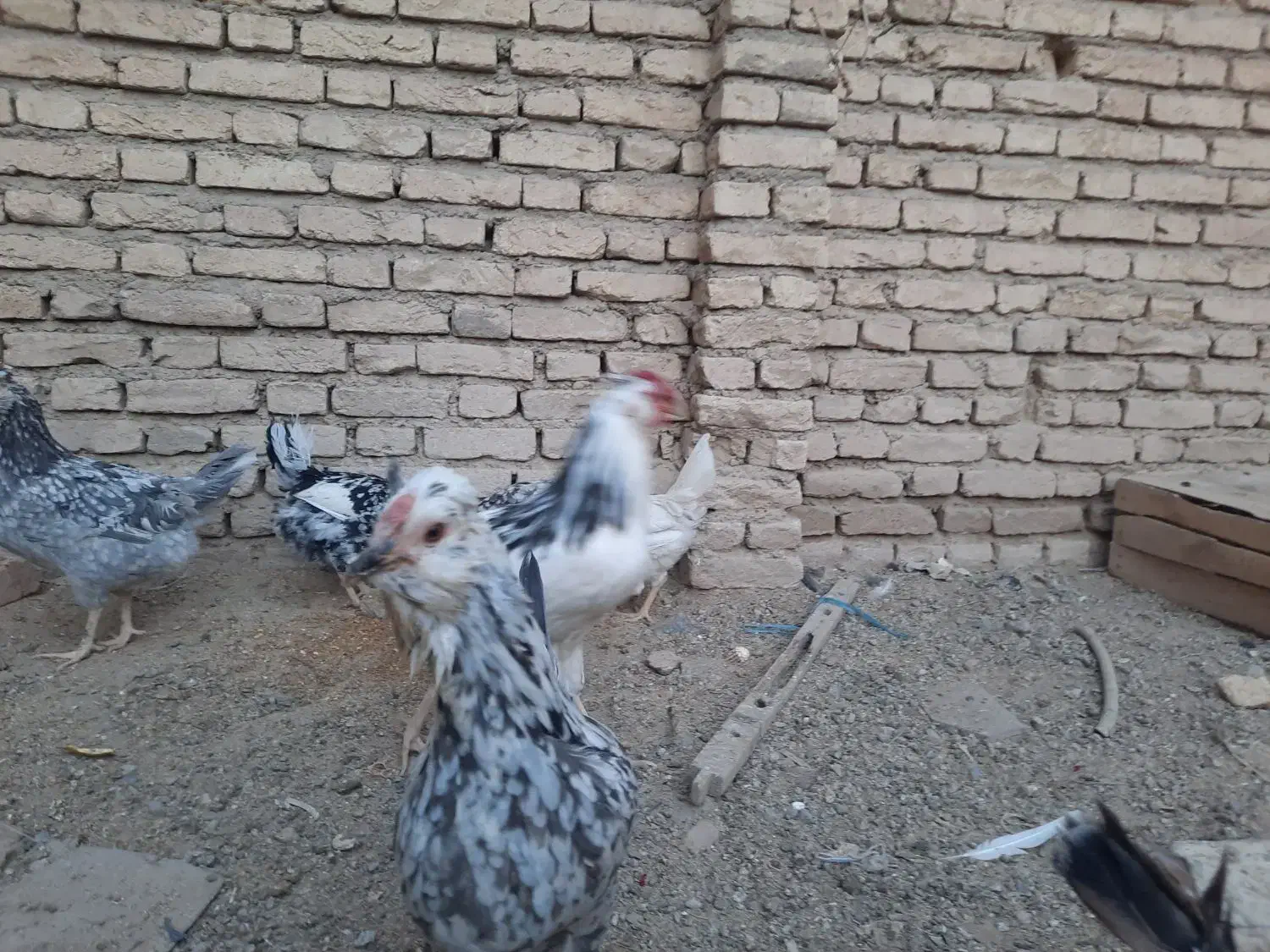 فروش تخم مرغ گلین|حیوانات مزرعه|شهرکرد, |دیوار