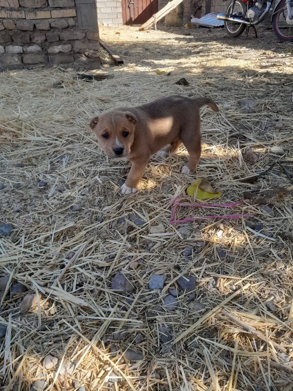 واگذاریسگآیندهدار|سگ|تربت جام, میان جام|دیوار