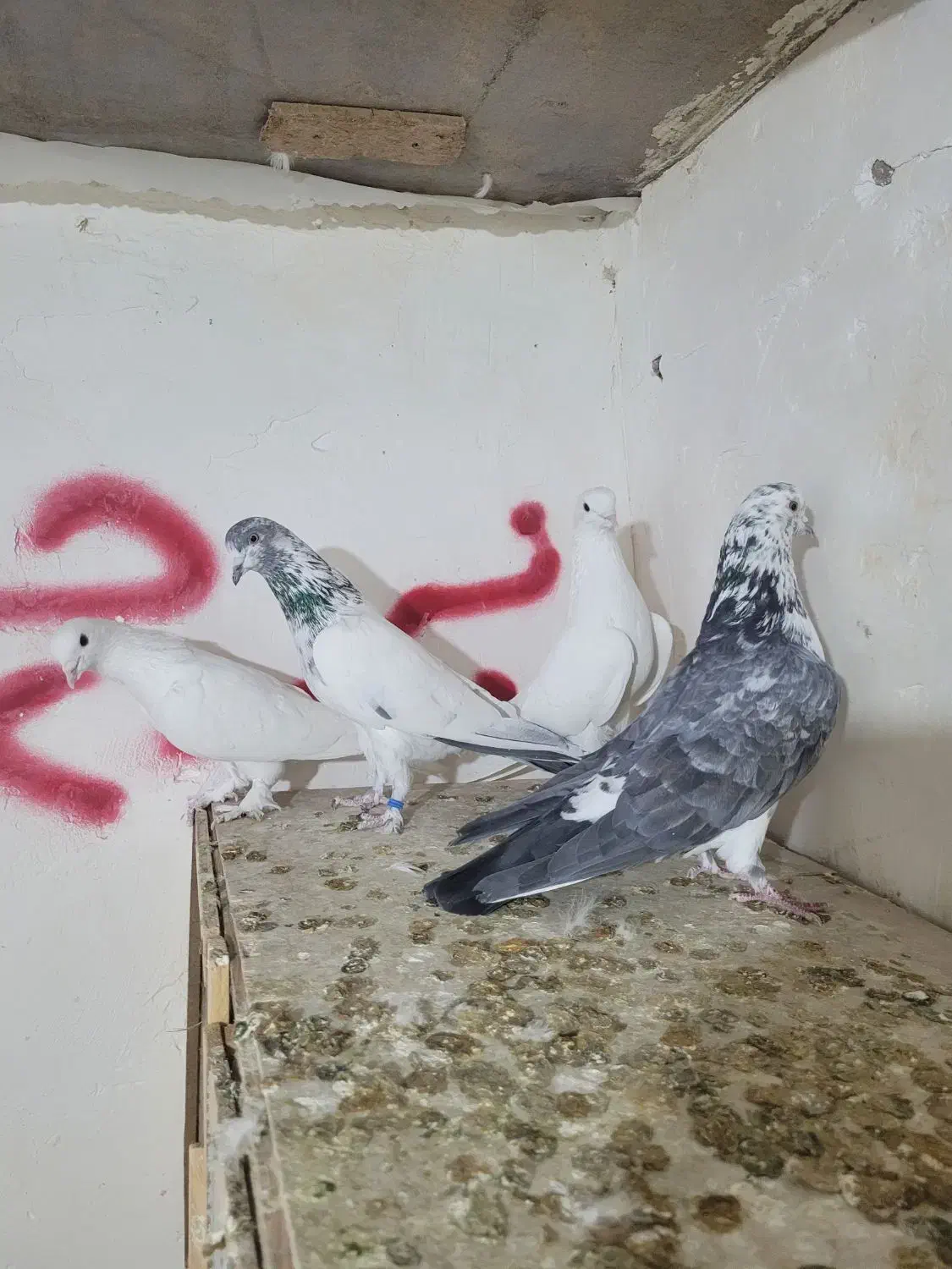 کبوتر پرشی|پرنده|پاکدشت, پاکدشت (مامازند)|دیوار