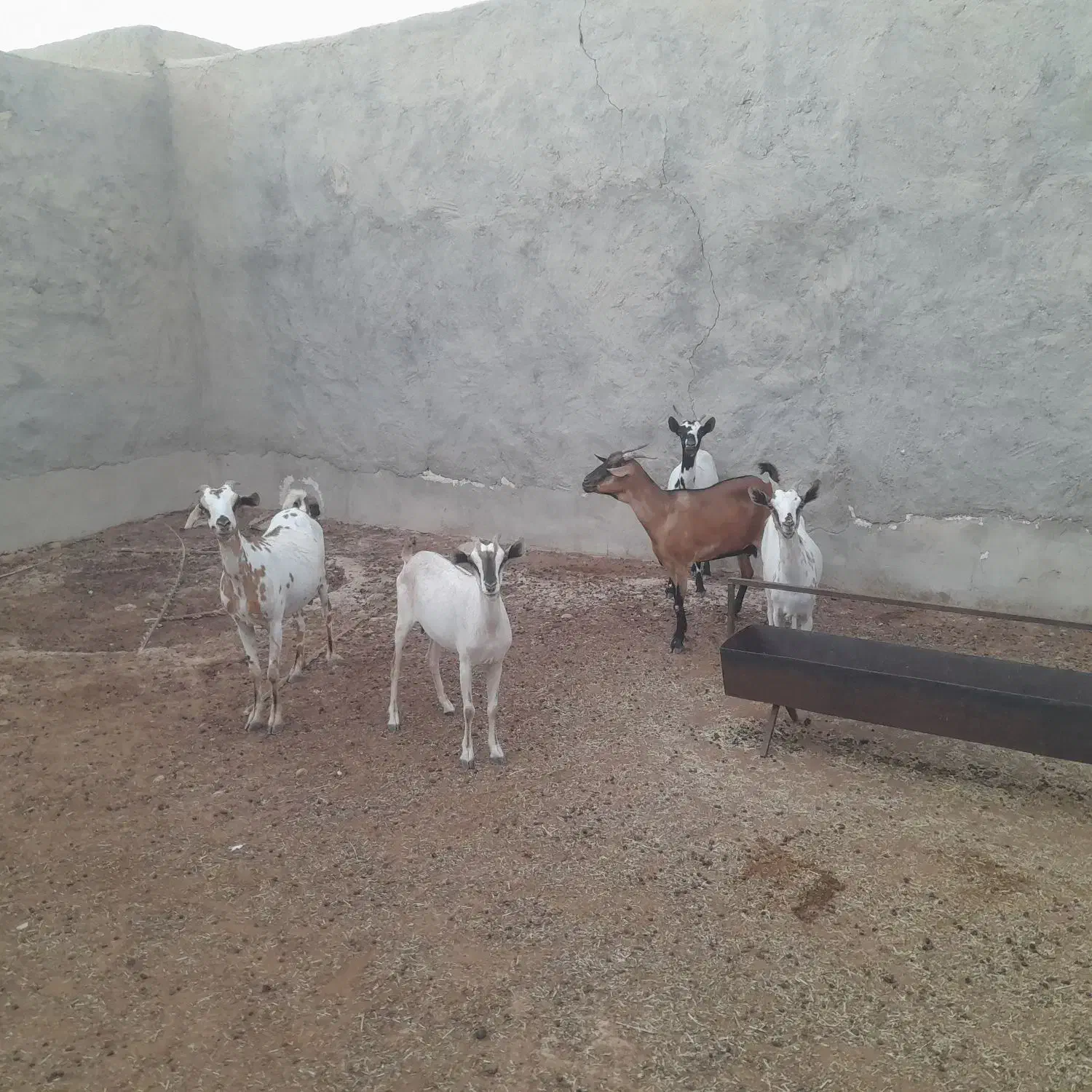 ۵عدد بز داشتی|حیوانات مزرعه|جناح, |دیوار