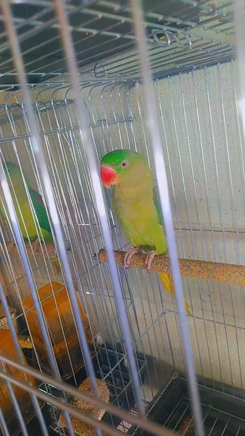 شاه طوطی و ماده ملنگو|پرنده|محمدبار, |دیوار