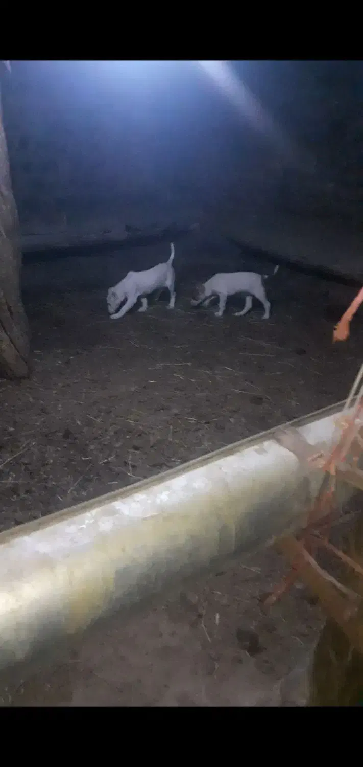 سگ خراسانی|سگ|شیروان (خراسان), |دیوار