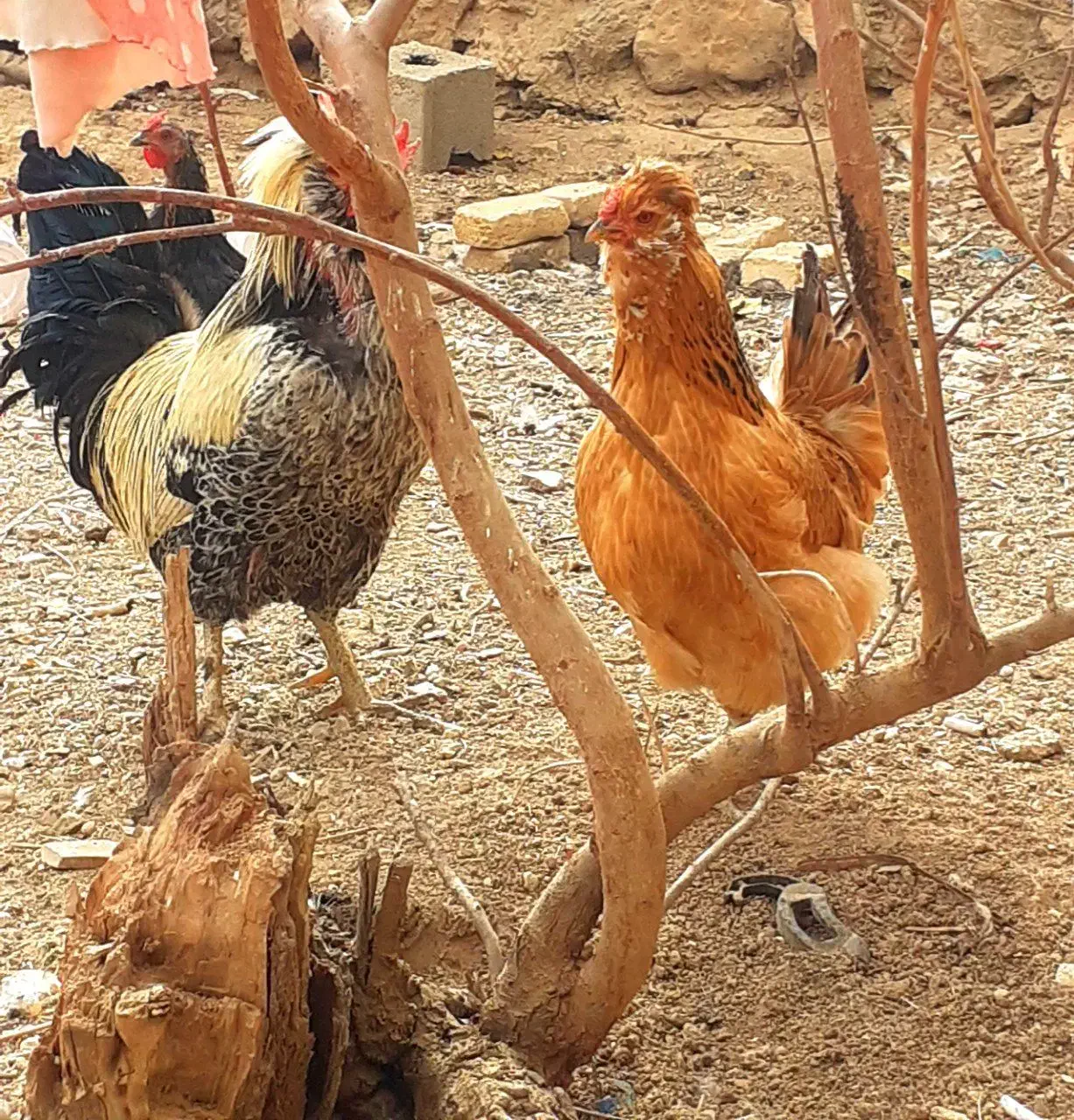 فروش خروس و مرغ های گلین|حیوانات مزرعه|لاران, |دیوار