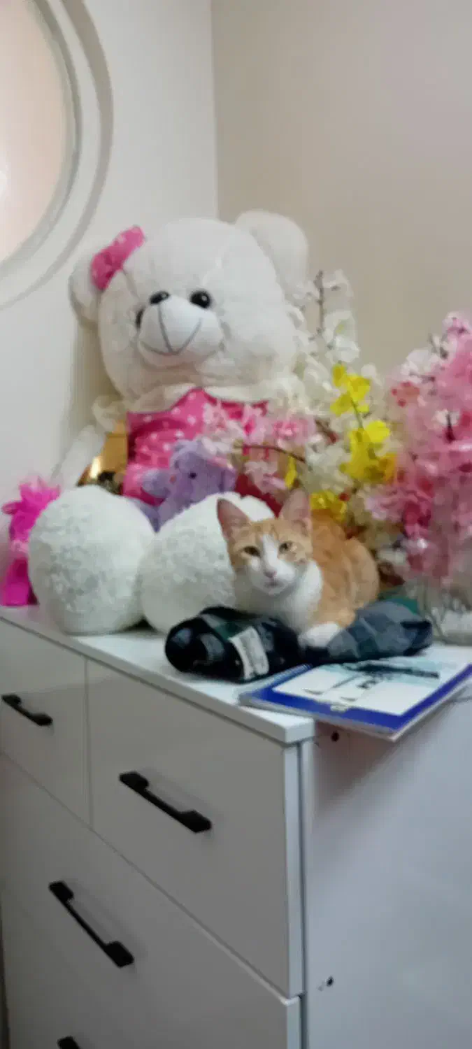 گربه یه سال نیمش هست|گربه|قم, سالاریه|دیوار