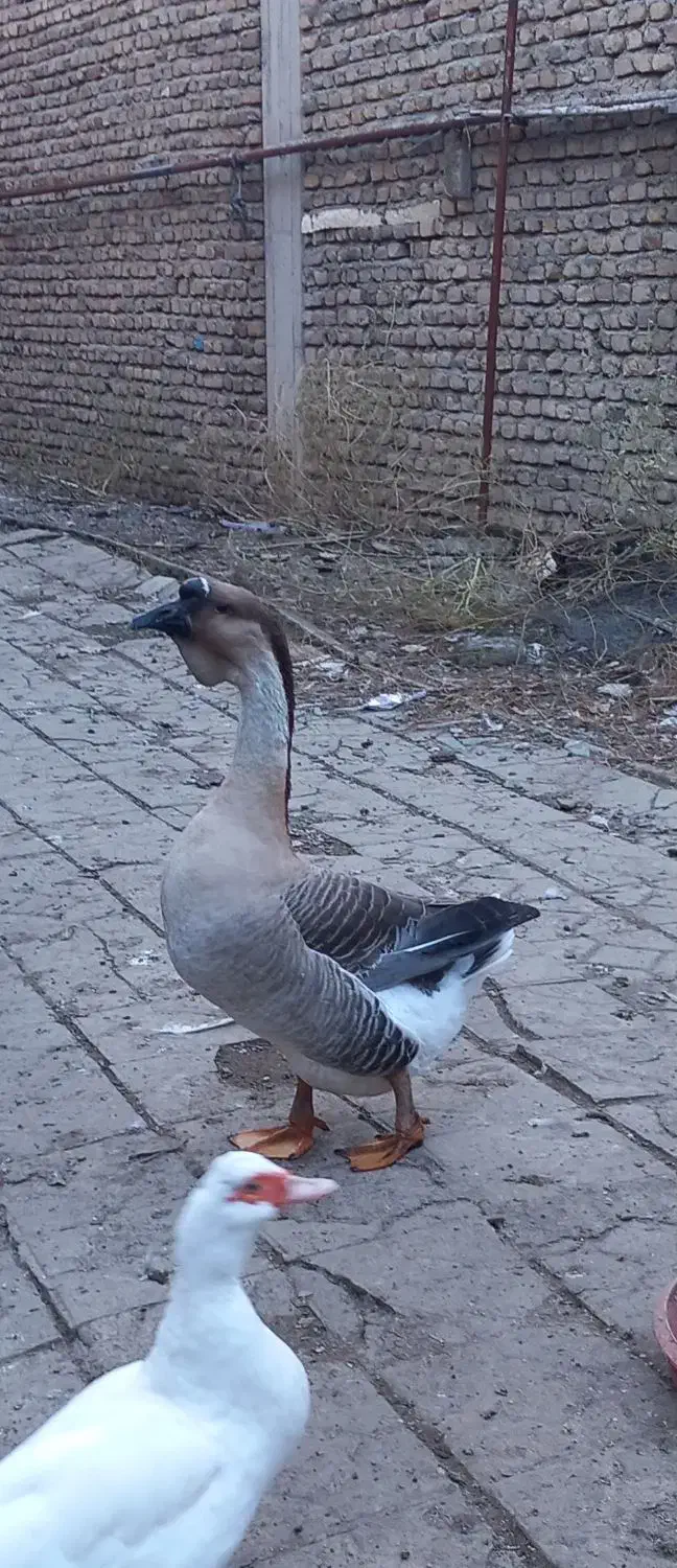 قوغاز|حیوانات مزرعه|آزادشهر, |دیوار