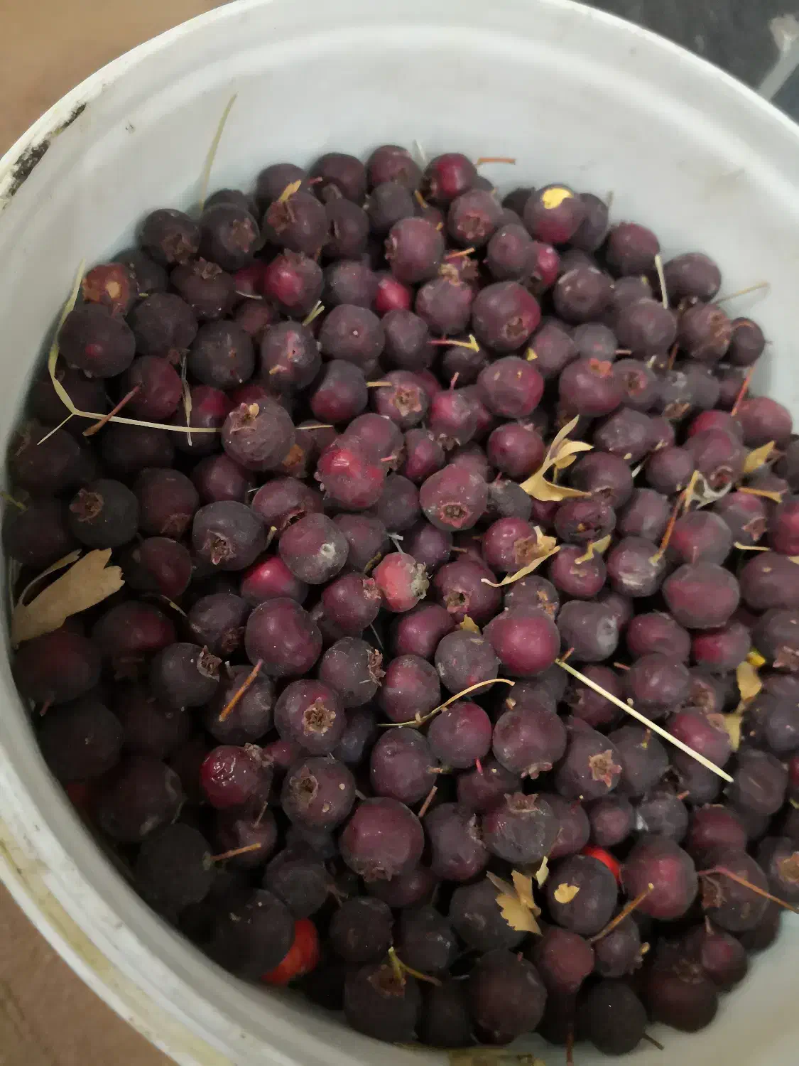 گویژ و به|اسباببازی|مریوان, |دیوار