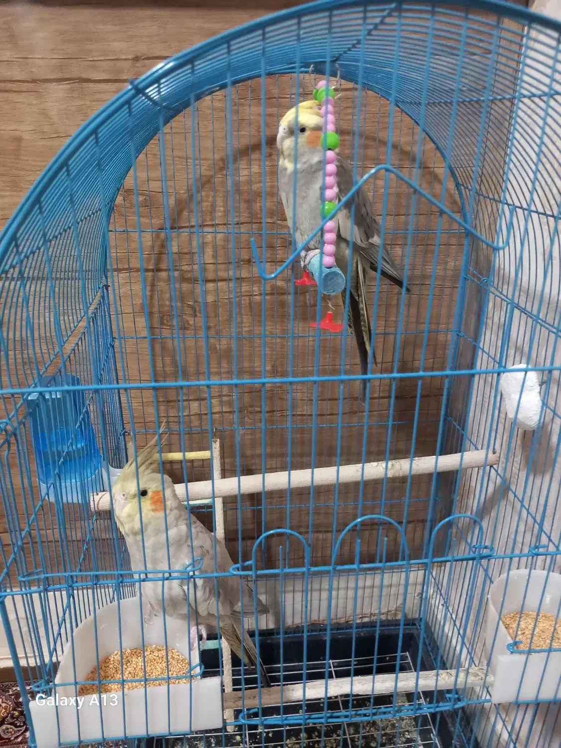 یک جفت عروس هلندی|پرنده|ساوه, |دیوار