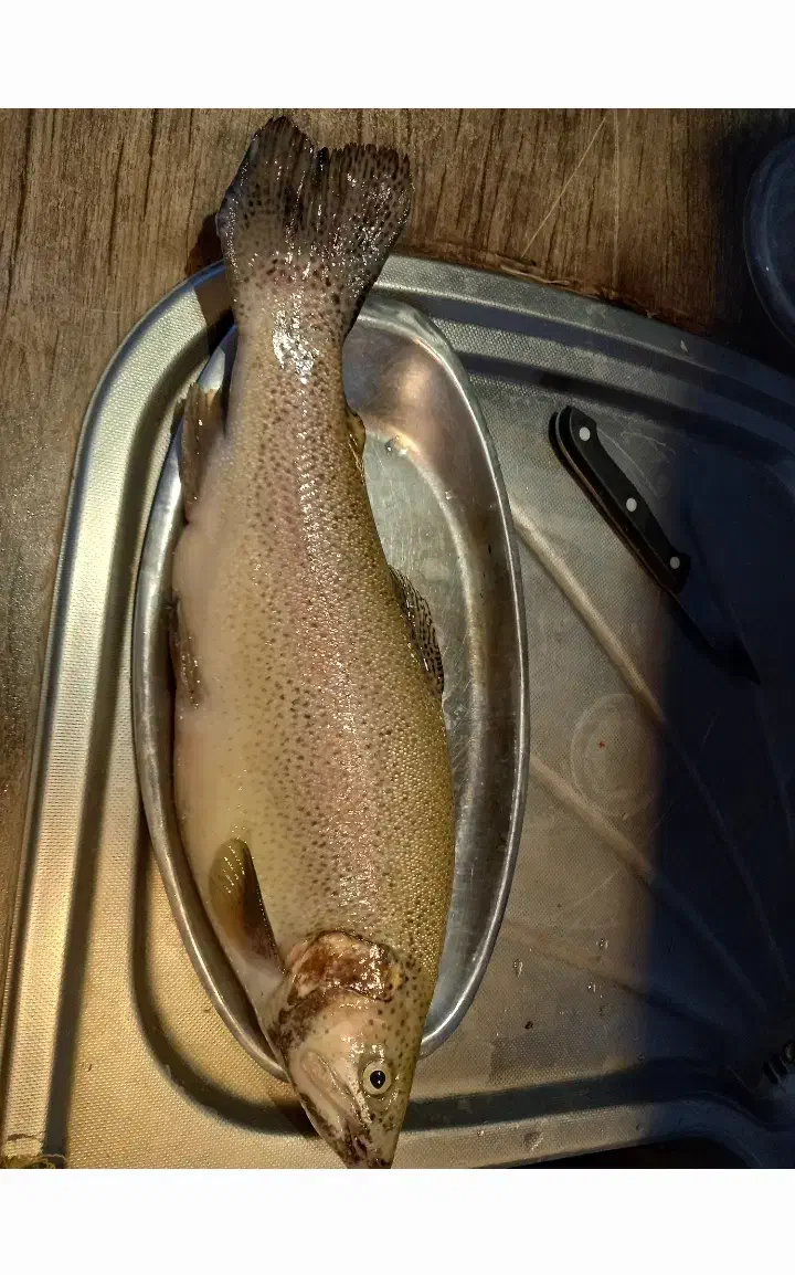 خدمات ماهیگیری|ماهیگیری|رشت, بازار|دیوار