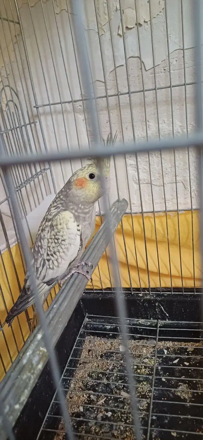 جوجه عروس هلندی معاوظه با برزیلی ماده|پرنده|شیروان (لرستان), |دیوار