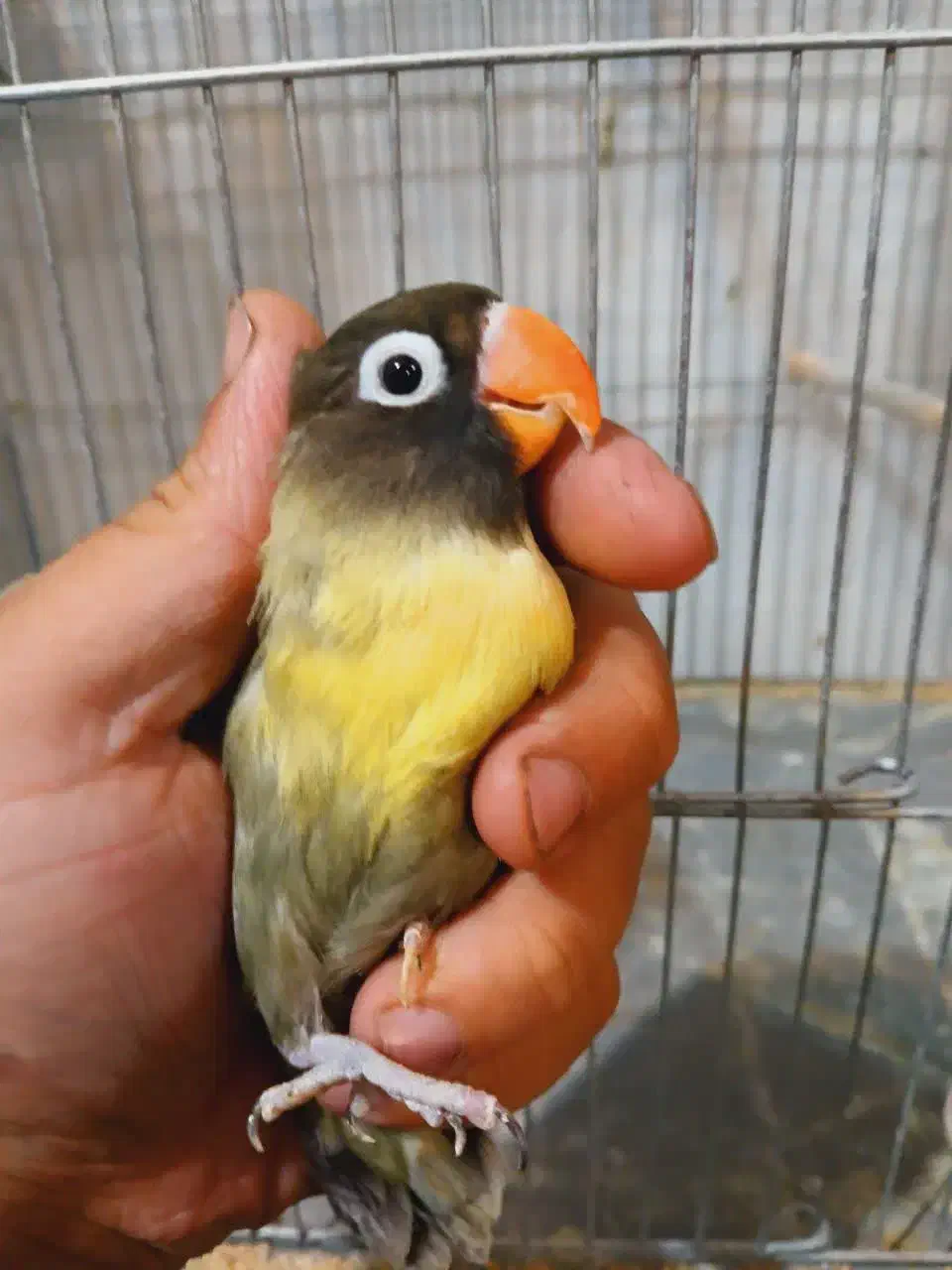 جفت کوتوله‌ مولد یووینگ و یقه زرد ماسکت با جوجه|پرنده|قم, مهر آباد|دیوار