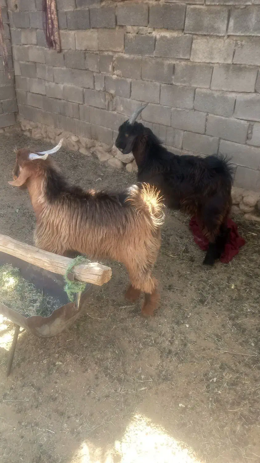 توافقی|حیوانات مزرعه|زرقان, |دیوار