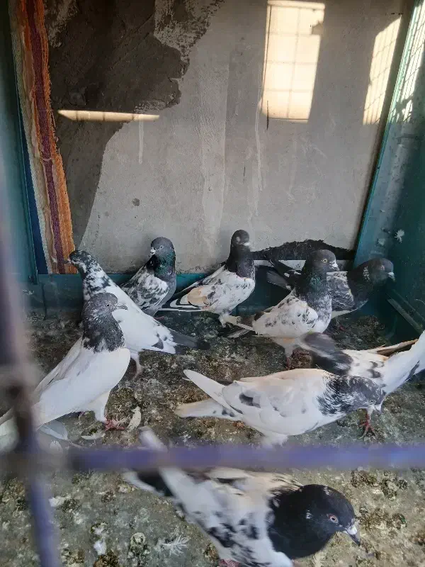 کبوتر|پرنده|خوی, |دیوار