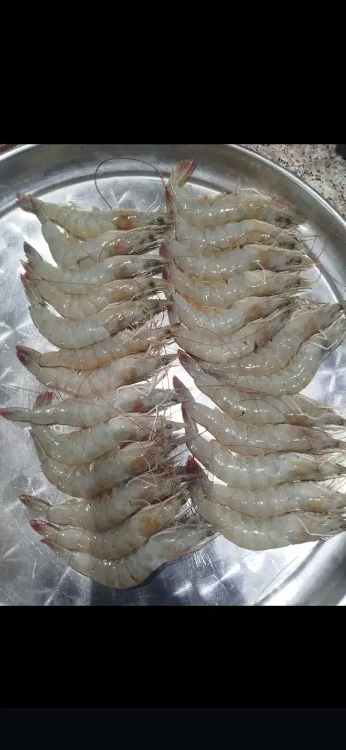 شاه میگوبوشهر|خوردنی و آشامیدنی|شیراز, گویم|دیوار