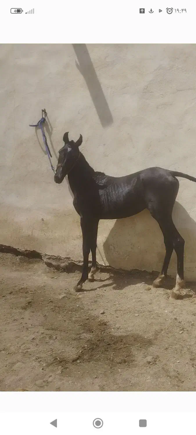 اسب  مادیون با دو کره نریان نژاد کرد|اسب و تجهیزات اسب‌سواری|ملایر, |دیوار