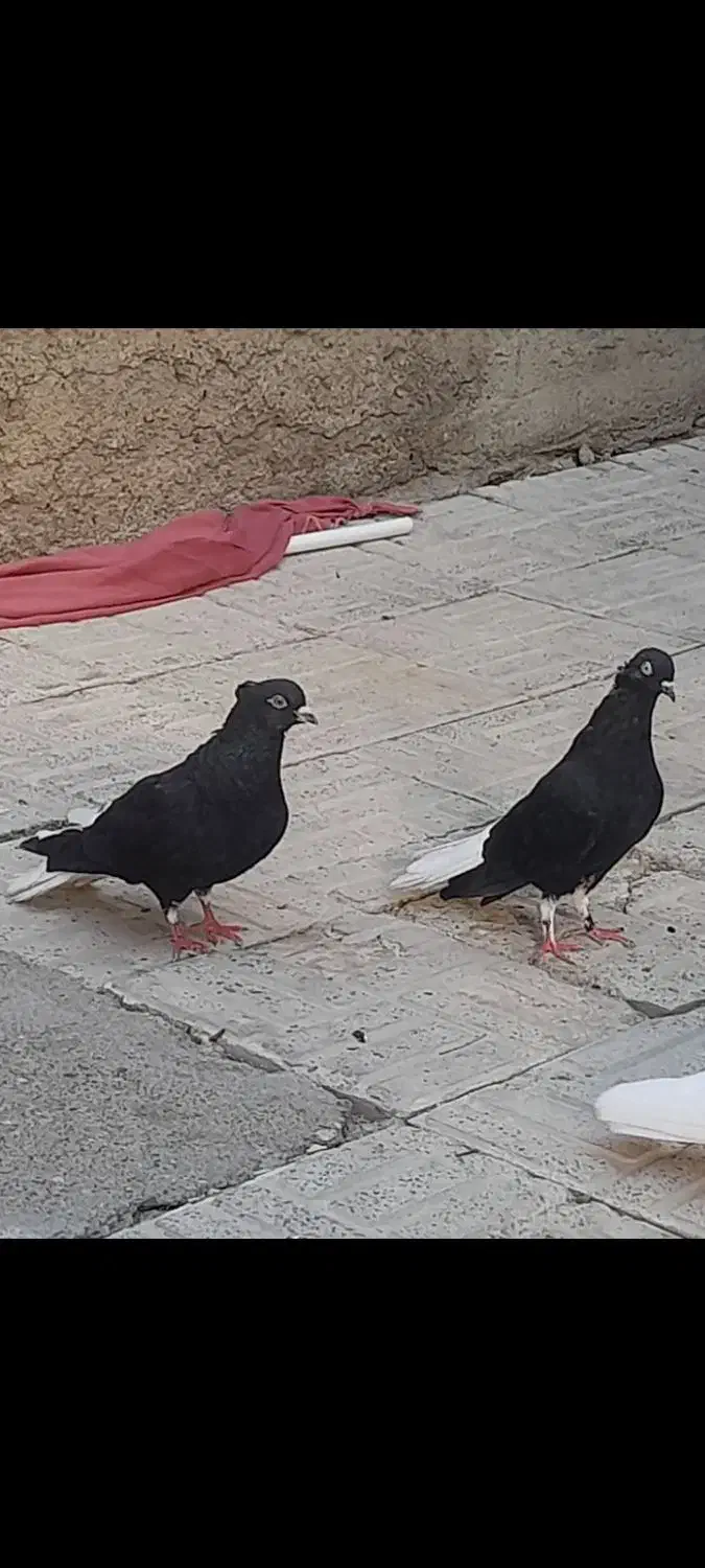 دم سفید فروشی|پرنده|بیجار, |دیوار