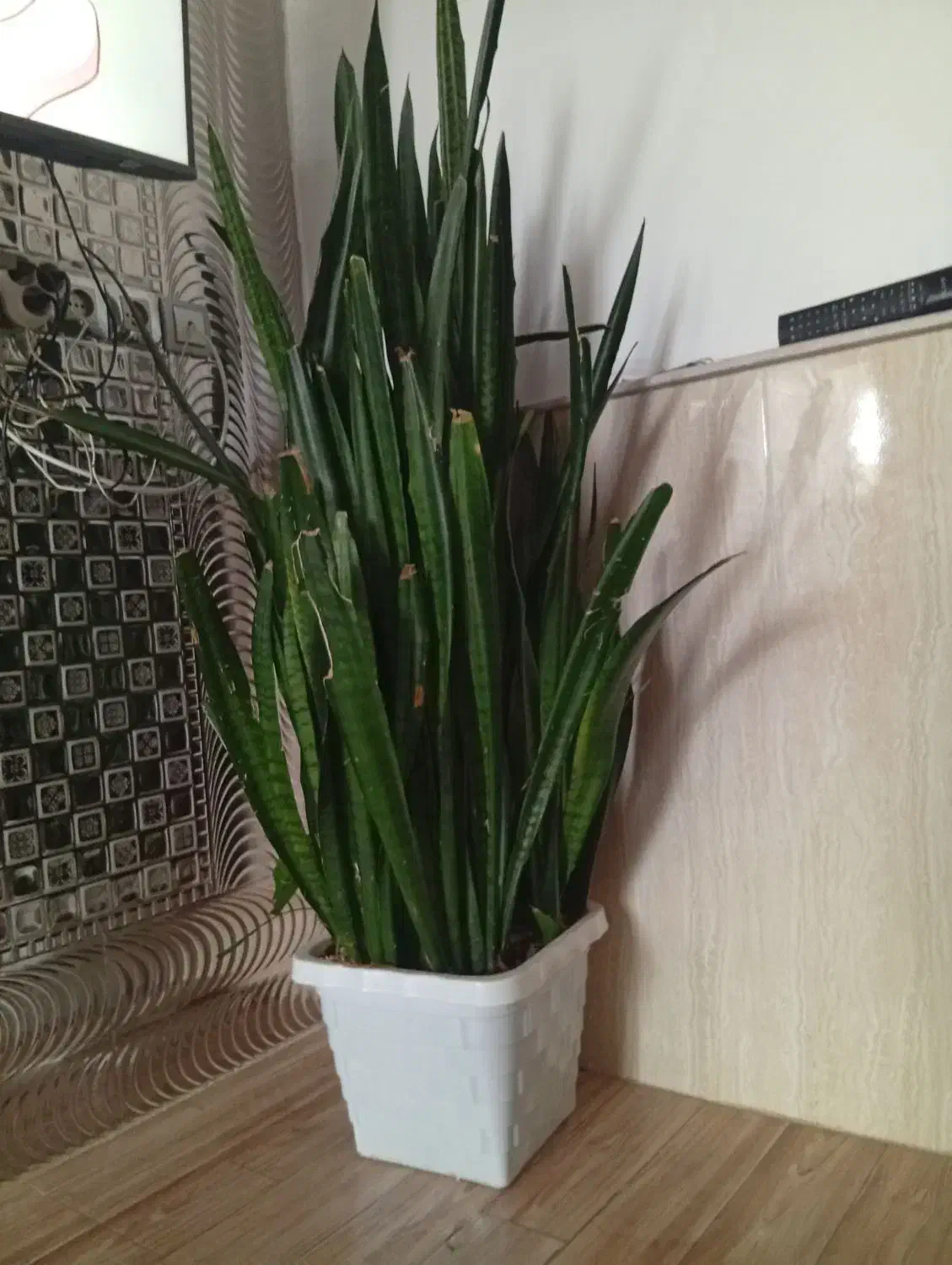 گل فیکوس فروشی|گل و گیاه طبیعی|سلماس, |دیوار