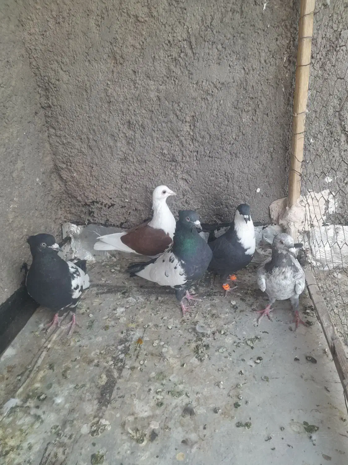 کفتر یا کبوتر|پرنده|تربت‌حیدریه, منظر|دیوار