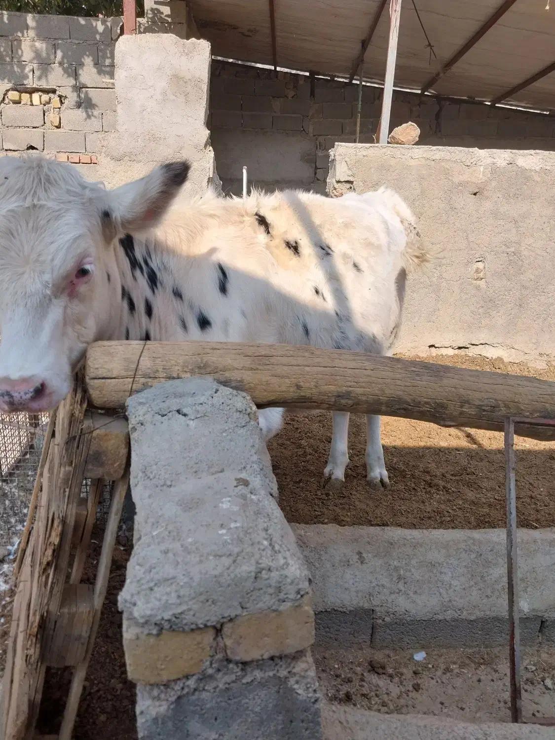 تلیسه پای کل|حیوانات مزرعه|هشتگرد, خور|دیوار