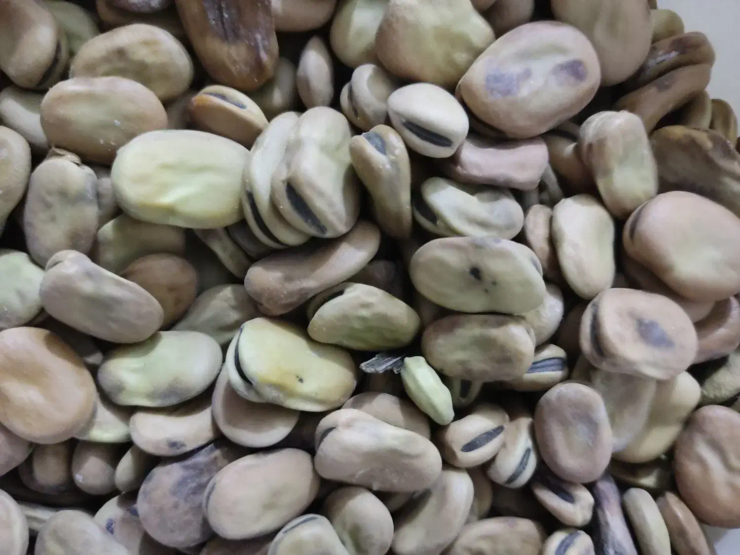 فروش باقله|عمده‌فروشی|بهبهان, |دیوار