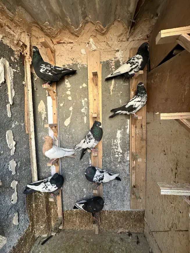 ۸ تا کفتر کله سینه پرشی|پرنده|مشهد, رضاشهر|دیوار