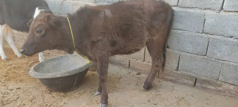 دو راس گوساله ماده نژاد دار|حیوانات مزرعه|جیرفت, |دیوار