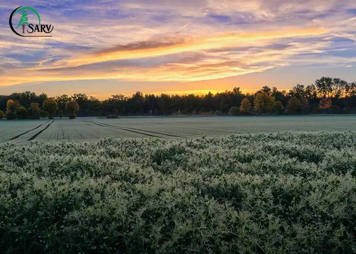 زمین ۱۰۰۰متری مجتمع جمالی|فروش زمین و ملک کلنگی|هندیجان, |دیوار