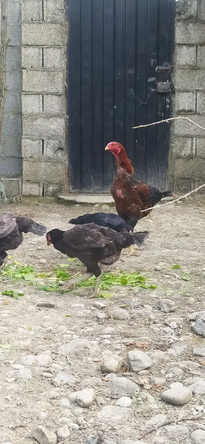 تخم لاری|حیوانات مزرعه|احمدسرگوراب, |دیوار