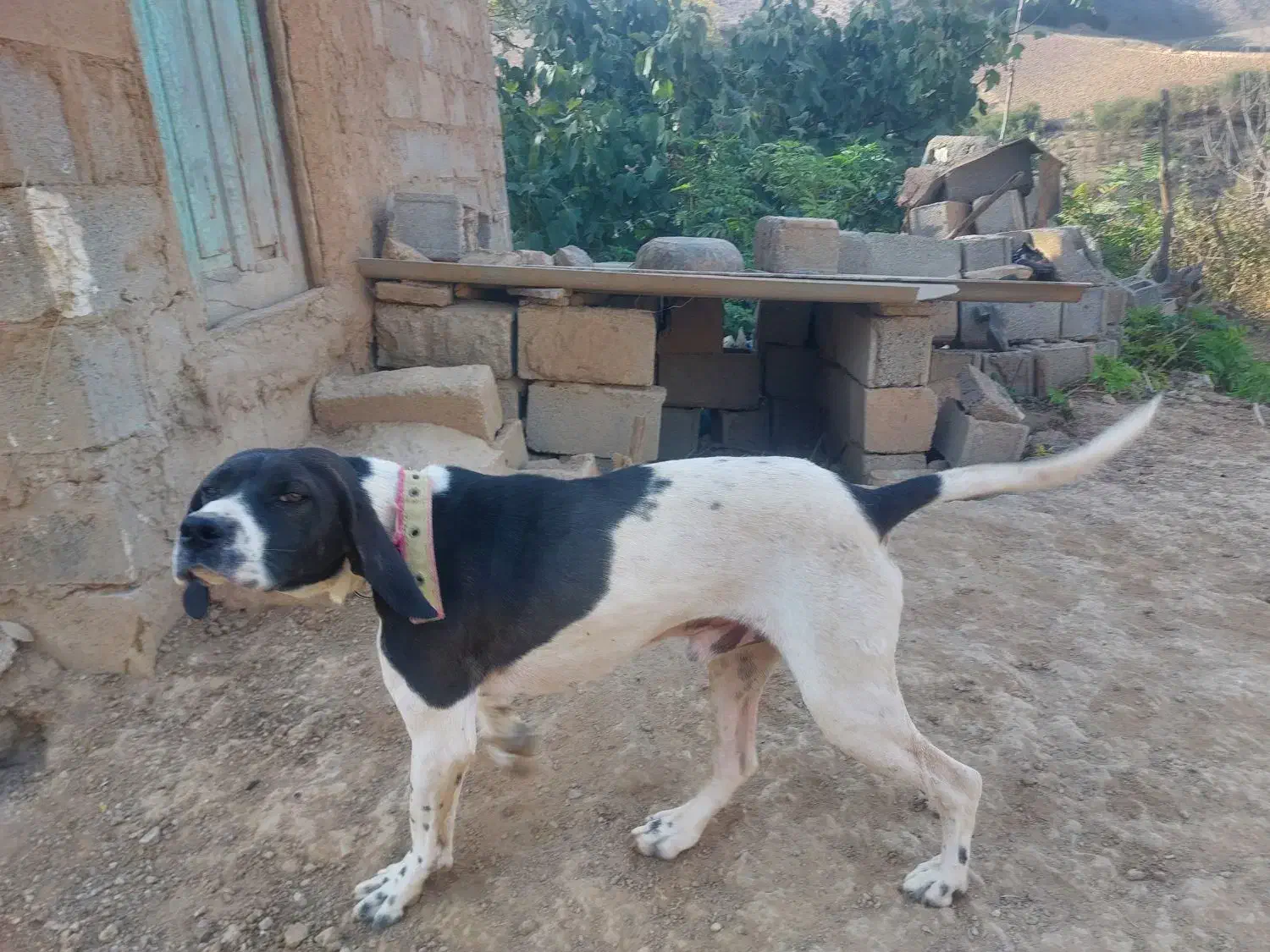 توله دنبلان میکس آموزش دیده و جنگل رفته|سگ|گلی داغ, |دیوار