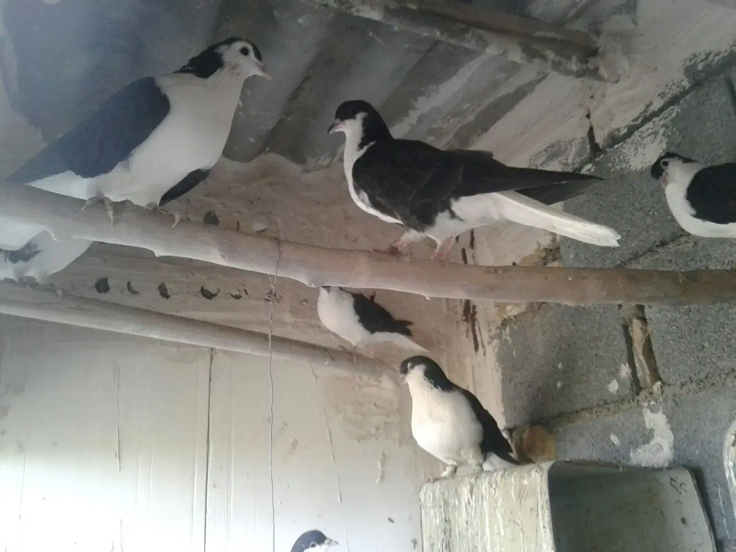 کفتر ساده سیاه|پرنده|شاندیز, |دیوار