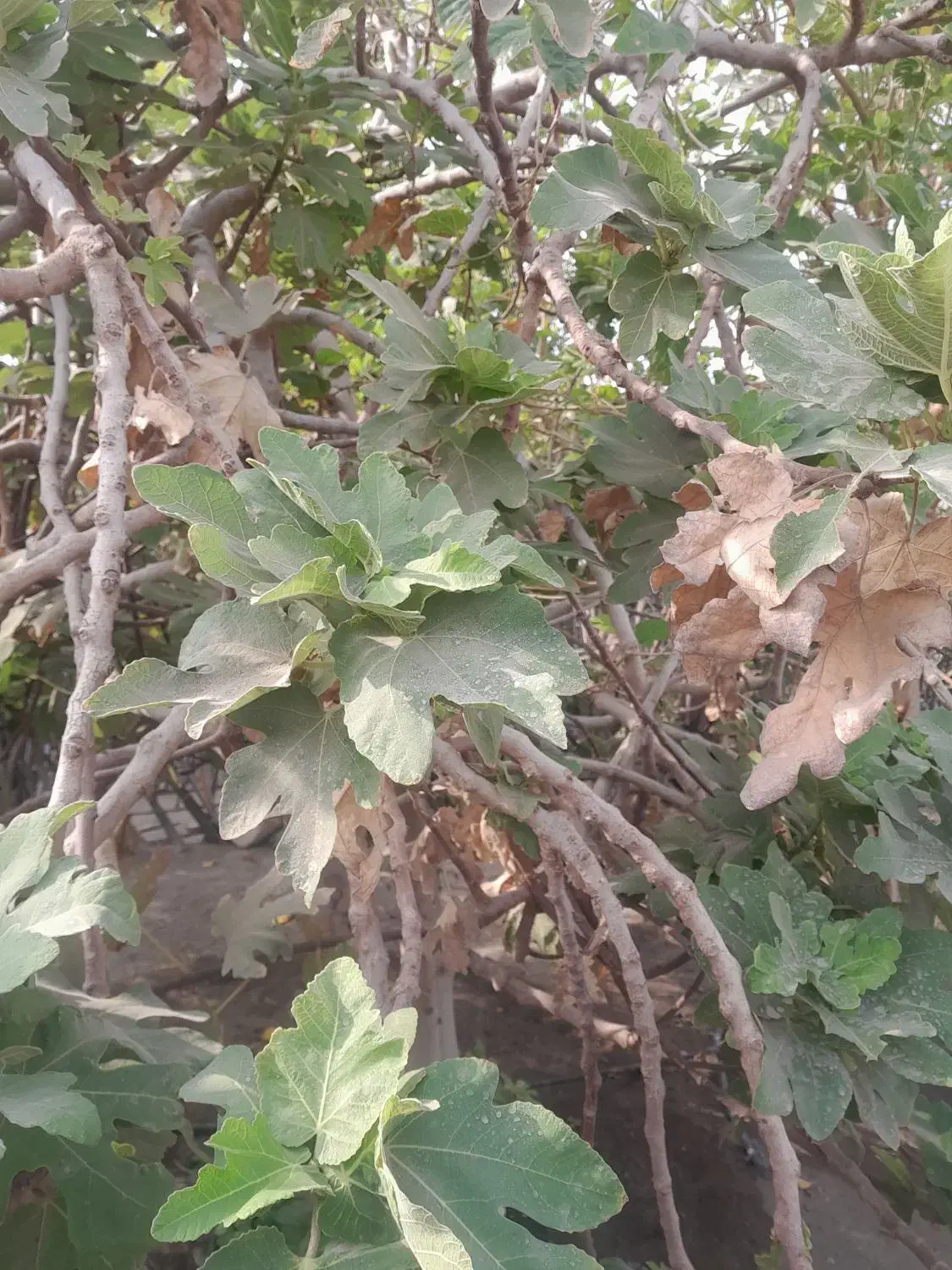 یک هکتار زمین فروشی|فروش زمین و ملک کلنگی|منوجان, |دیوار