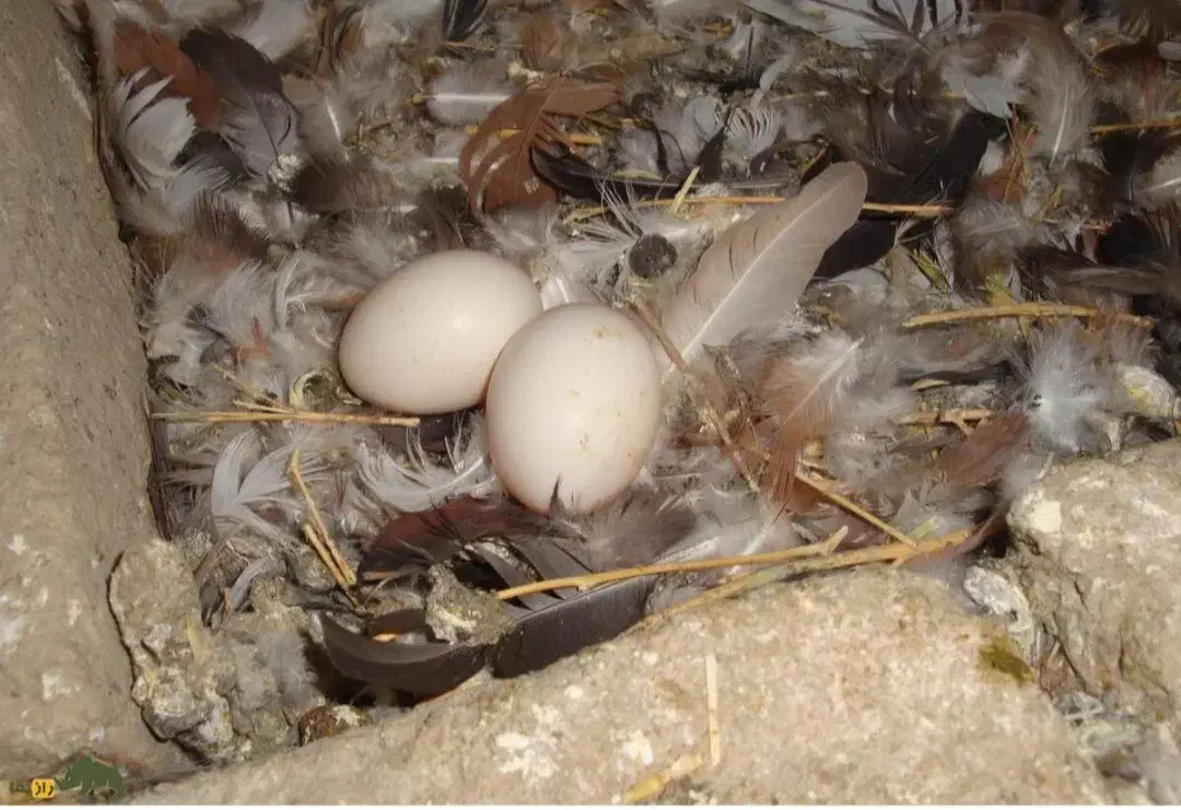 تخم بوقلمون تخم کبوتر تخم بلدرچین عمده|حیوانات مزرعه|لاهیجان, انقلاب|دیوار