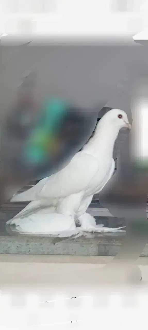 کبوتر نر|پرنده|اهر, |دیوار