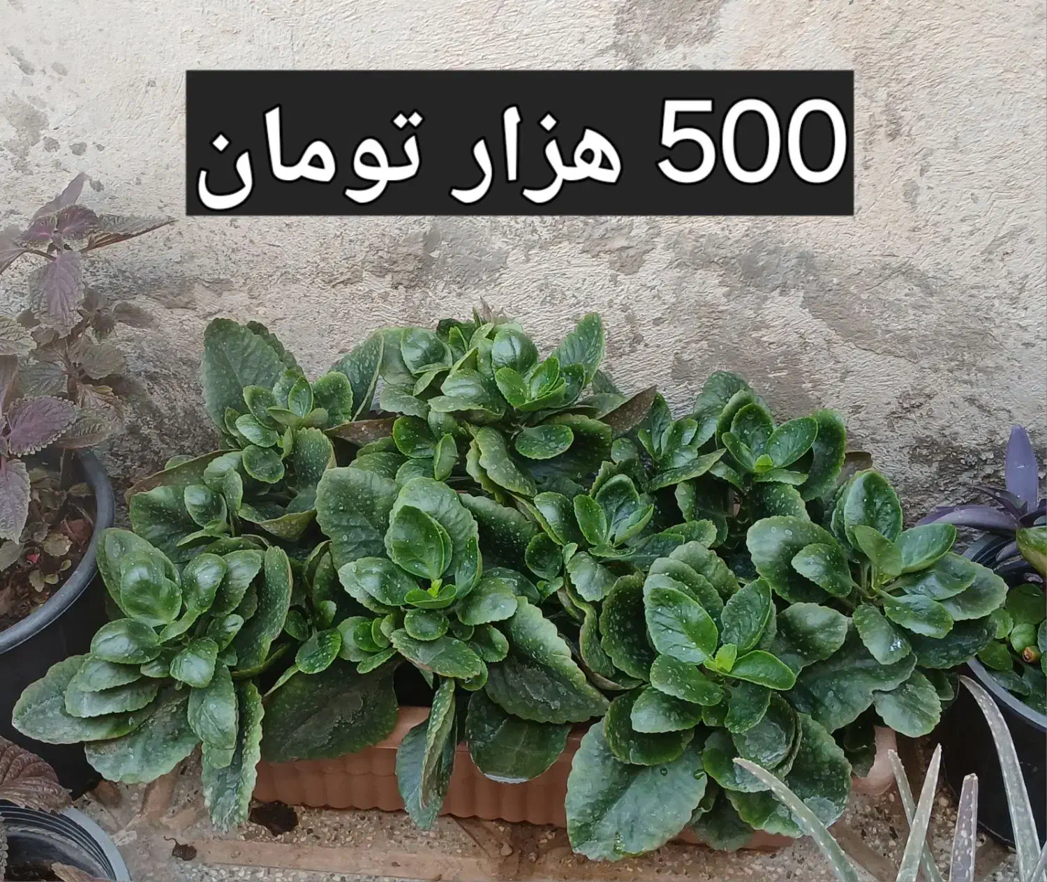 گل های طبیعی|گل و گیاه طبیعی|تربت جام, میان جام|دیوار