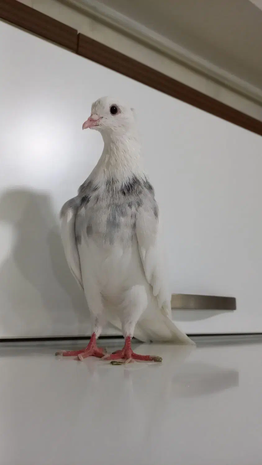 کفتر|پرنده|دهگلان, |دیوار