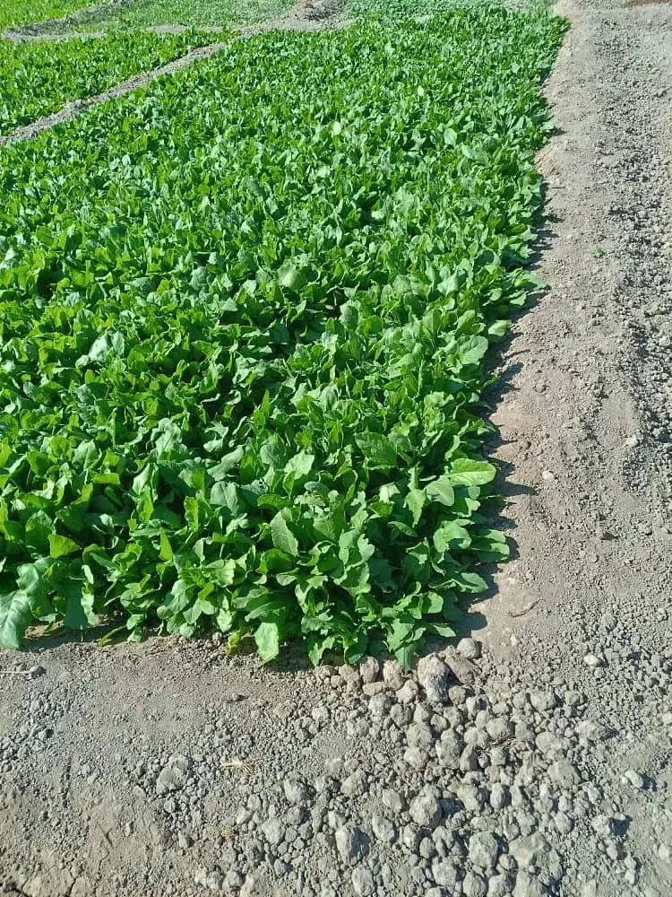 سبزی پالک|خوردنی و آشامیدنی|ایرانشهر, |دیوار